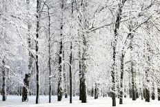 Morning Autumn Birch Grove in the End of September-LeniKovaleva-Photographic Print