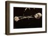 Lenin, founder of the New Russia, 1924, (1938)-null-Framed Photographic Print