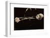 Lenin, founder of the New Russia, 1924, (1938)-null-Framed Photographic Print