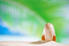 Sea Shell with Sea Wave, Florida Beach under the Sun Light, Live Action-lenka-Stretched Canvas