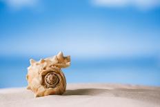 Tropical Shell on White Florida Beach Sand under Sun Light, Shallow Dof-lenka-Framed Stretched Canvas