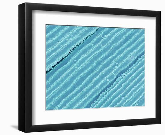Lens fiber of a rabbit eye-Micro Discovery-Framed Photographic Print