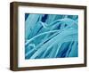 Lens fiber of a rabbit eye-Micro Discovery-Framed Photographic Print