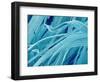 Lens fiber of a rabbit eye-Micro Discovery-Framed Photographic Print