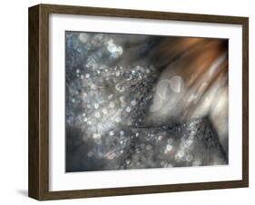 Lentejuelas-Ursula Abresch-Framed Photographic Print