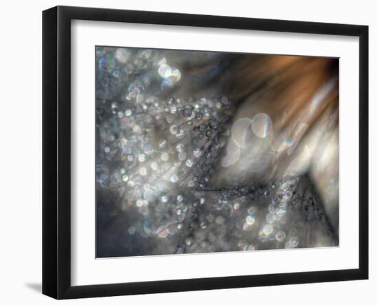 Lentejuelas-Ursula Abresch-Framed Photographic Print