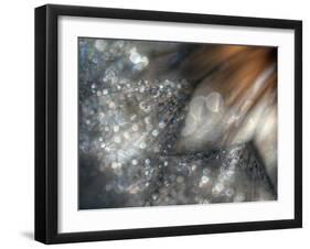 Lentejuelas-Ursula Abresch-Framed Photographic Print