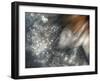 Lentejuelas-Ursula Abresch-Framed Photographic Print