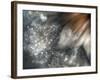 Lentejuelas-Ursula Abresch-Framed Photographic Print