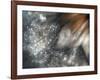 Lentejuelas-Ursula Abresch-Framed Photographic Print