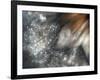 Lentejuelas-Ursula Abresch-Framed Photographic Print