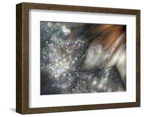 Lentejuelas-Ursula Abresch-Framed Photographic Print