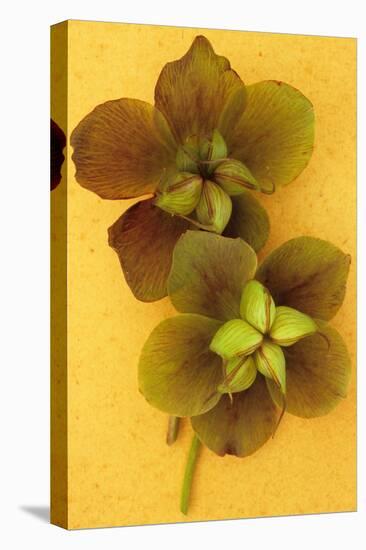 Lenten Rose-Den Reader-Stretched Canvas