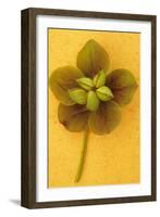 Lenten Rose-Den Reader-Framed Photographic Print