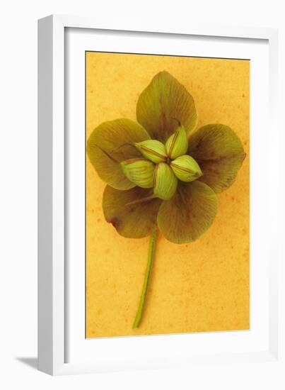 Lenten Rose-Den Reader-Framed Photographic Print