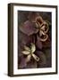 Lenten Rose-Den Reader-Framed Photographic Print