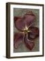 Lenten Rose-Den Reader-Framed Photographic Print