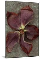 Lenten Rose-Den Reader-Mounted Photographic Print