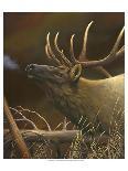 Elk Portrait I-Leo Stans-Art Print