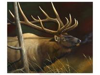 Elk Portrait II-Leo Stans-Art Print