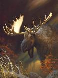 Elk Portrait II-Leo Stans-Framed Art Print