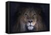 Leo-SD Smart-Framed Stretched Canvas