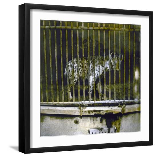 Photographic Print, , large