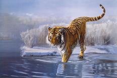 Siberian Tiger-Leonard Pearman-Mounted Giclee Print