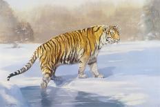 Siberian Tiger-Leonard Pearman-Laminated Giclee Print
