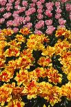 Tulip Garden-Leonard Zhukovsky-Framed Stretched Canvas