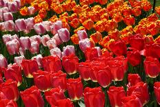 Tulip Garden-Leonard Zhukovsky-Mounted Photographic Print