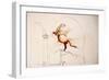 Leonardo 112, Rearing Horse (drawing)-Ralph Steadman-Framed Giclee Print