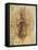 Leonardo: Anatomy, C1510-Leonardo da Vinci-Framed Stretched Canvas