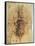 Leonardo: Anatomy, C1510-Leonardo da Vinci-Framed Stretched Canvas