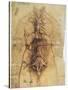 Leonardo: Anatomy, C1510-Leonardo da Vinci-Stretched Canvas