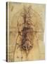 Leonardo: Anatomy, C1510-Leonardo da Vinci-Stretched Canvas