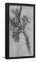 Leonardo da Vinci (Lily stems) Art Poster Print-null-Framed Poster