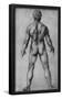 Leonardo da Vinci (Male Nude, back piece) Art Poster Print-null-Framed Poster