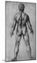 Leonardo da Vinci (Male Nude, back piece) Art Poster Print-null-Mounted Poster