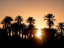 Palm Silhouettes over Sunset in the Desert. Zagora, Morocco, Africa.-LeonardoRC-Framed Photographic Print