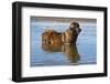Leonberger in lake-Zandria Muench Beraldo-Framed Photographic Print