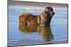 Leonberger in lake-Zandria Muench Beraldo-Mounted Photographic Print