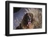 Leonberger on granite boulders-Zandria Muench Beraldo-Framed Photographic Print