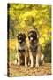 Leonberger-null-Stretched Canvas