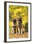 Leonberger-null-Framed Photographic Print