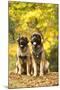 Leonberger-null-Mounted Photographic Print