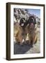 Leonbergers enjoying the high desert-Zandria Muench Beraldo-Framed Photographic Print