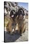 Leonbergers enjoying the high desert-Zandria Muench Beraldo-Stretched Canvas