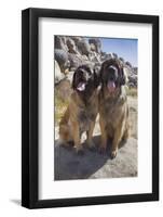 Leonbergers enjoying the high desert-Zandria Muench Beraldo-Framed Photographic Print