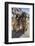 Leonbergers enjoying the high desert-Zandria Muench Beraldo-Framed Photographic Print